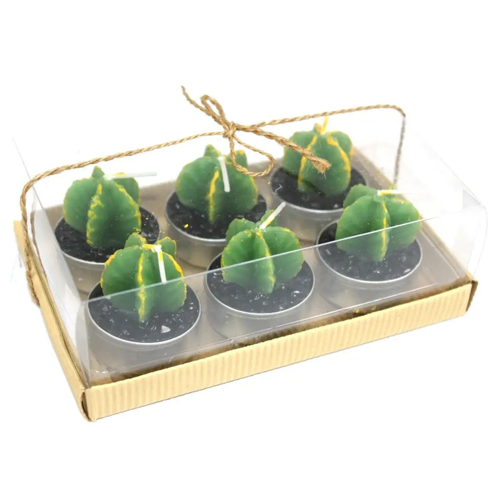 set de 6 Monks Cactus velas Caixas de para presentes