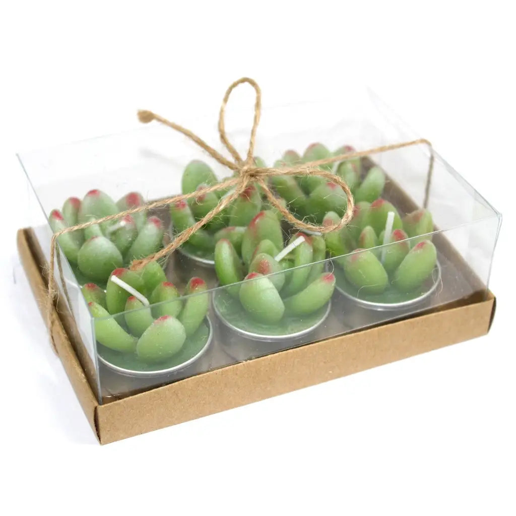 set de 6 velas de Cactus Suculentas Caixas de para presentes